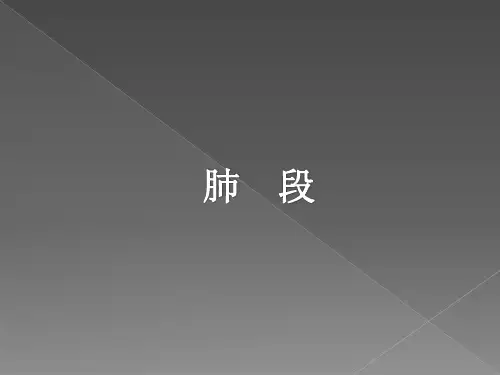 肺段