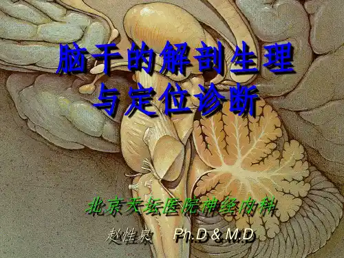 脑干的解剖生理与定位诊断