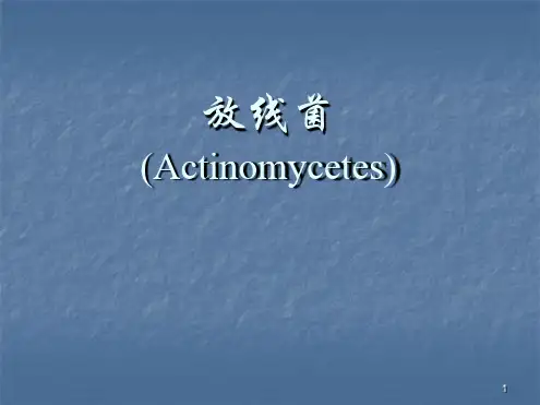 放线菌讲解ppt课件