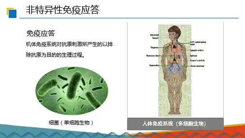 免疫基础—免疫应答(生物制品技术课件)