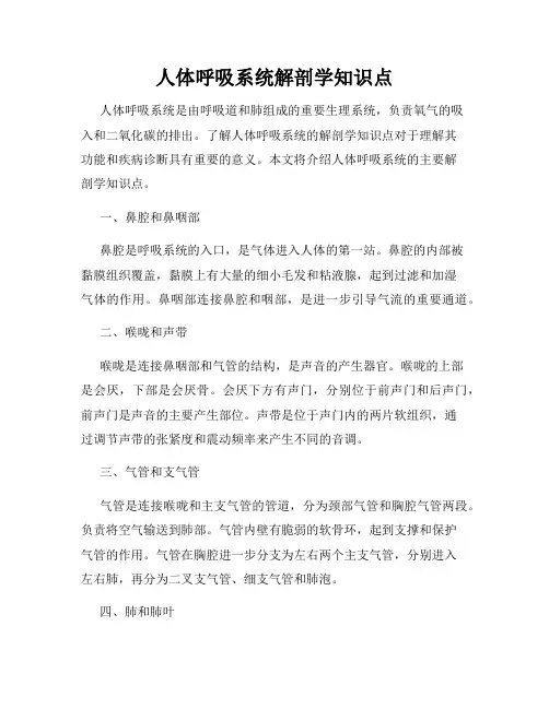 人体呼吸系统解剖学知识点
