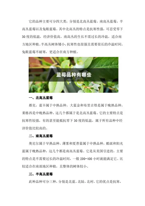 蓝莓品种有哪些,什么品种好