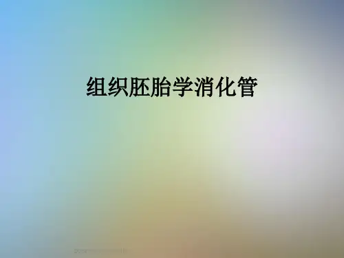 组织胚胎学消化管