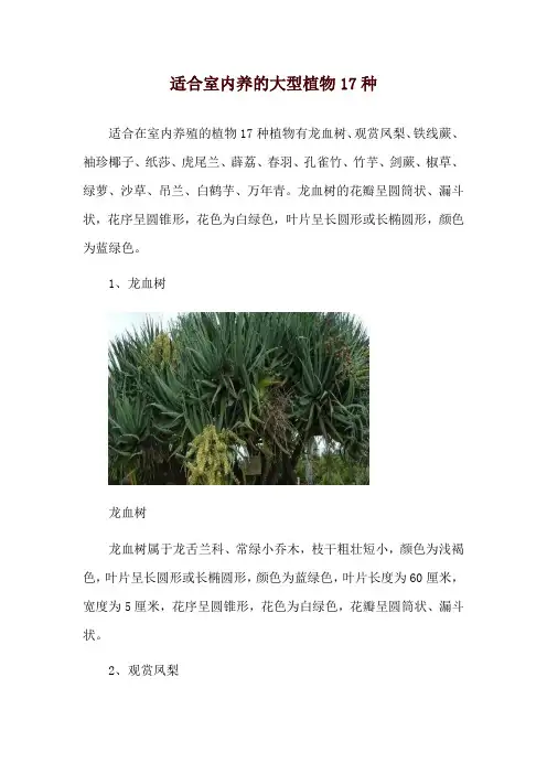 适合室内养的大型植物17种