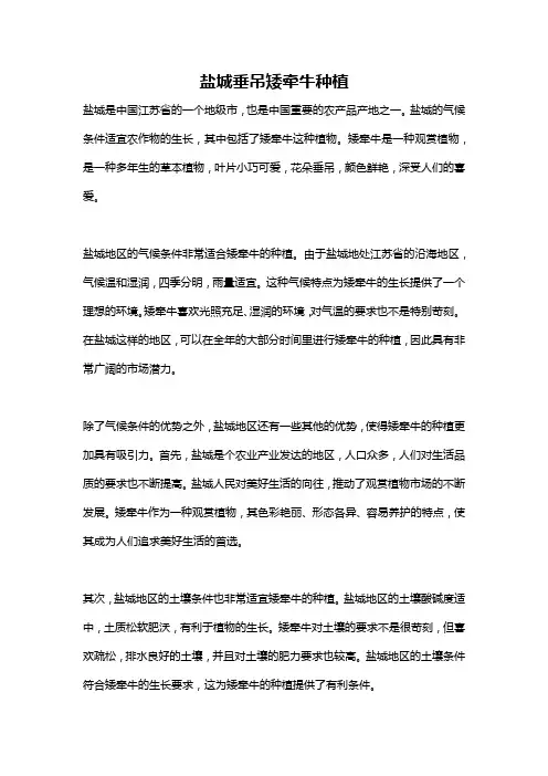 盐城垂吊矮牵牛种植