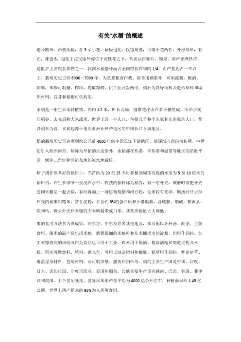 水稻的概述