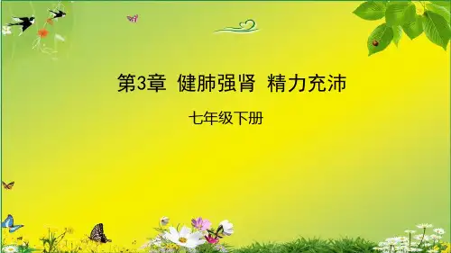 冀教版生物七年级下册第3章健肺强肾 精力充沛复习课件(21张PPT)
