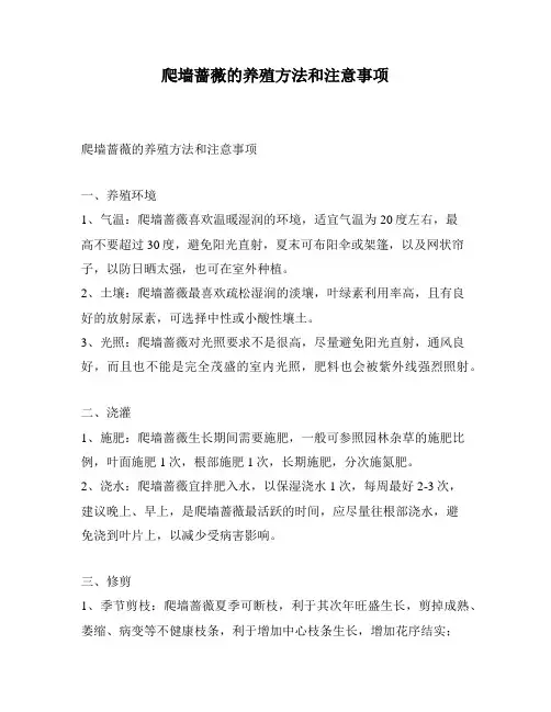 爬墙蔷薇的养殖方法和注意事项
