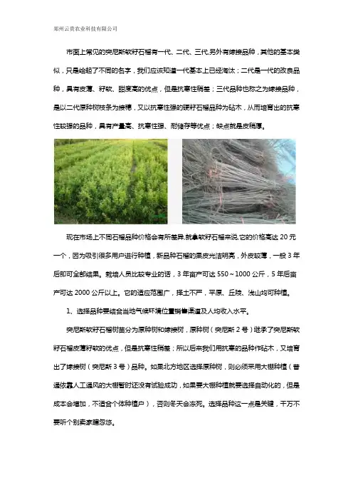 突尼斯软籽石榴品种之选