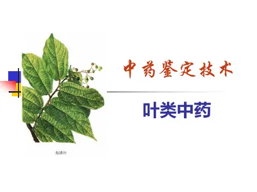 叶类中药