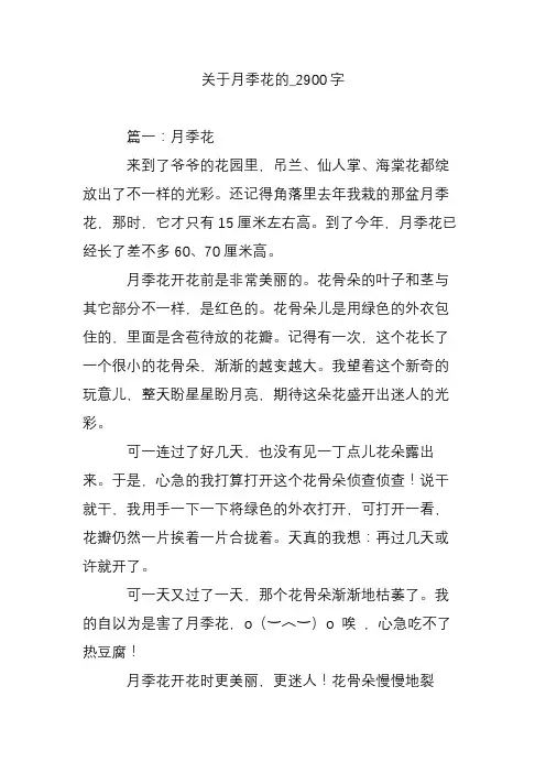 关于月季花的_2900字