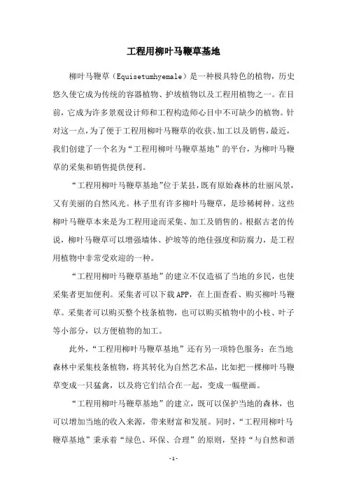 工程用柳叶马鞭草基地