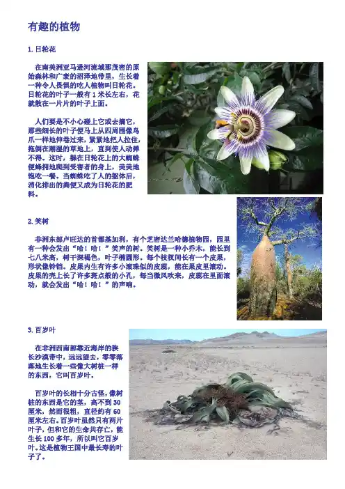 有趣的植物和动物