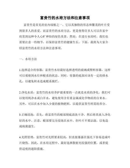 富贵竹的水培方法和注意事项
