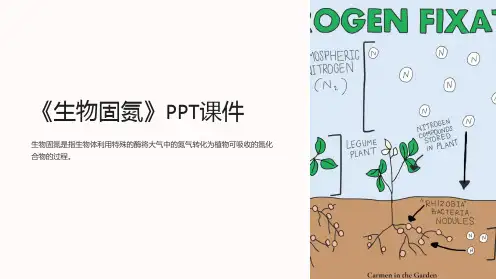 《生物固氮》课件