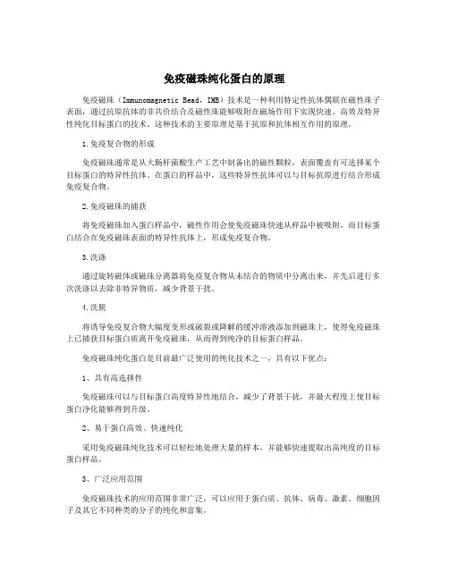 免疫磁珠纯化蛋白的原理