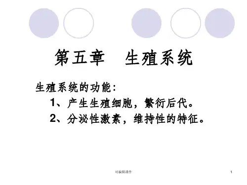 男生殖器ppt课件