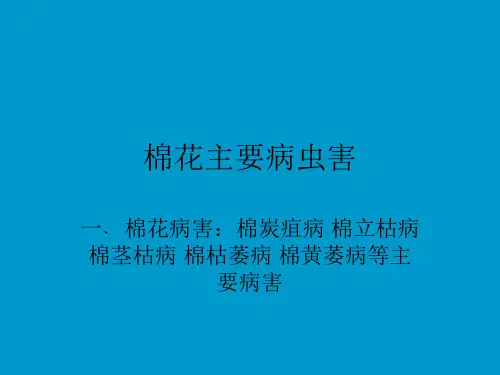 棉花主要病虫害