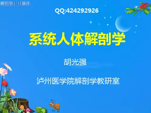94小脑、间脑、端脑