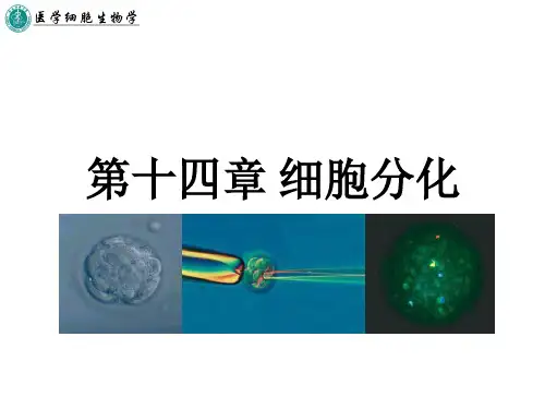 第十四章 细胞分化