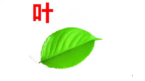 3植物学课件 叶  3