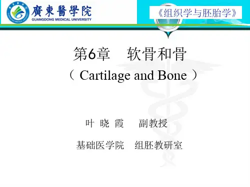软骨和骨