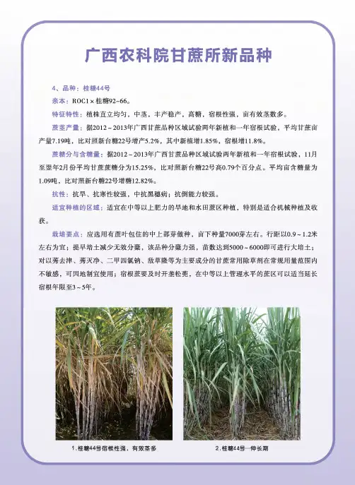 广西农科院甘蔗新品种