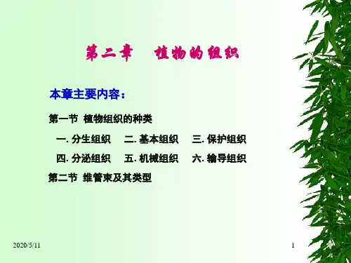 第二章 植物的组织