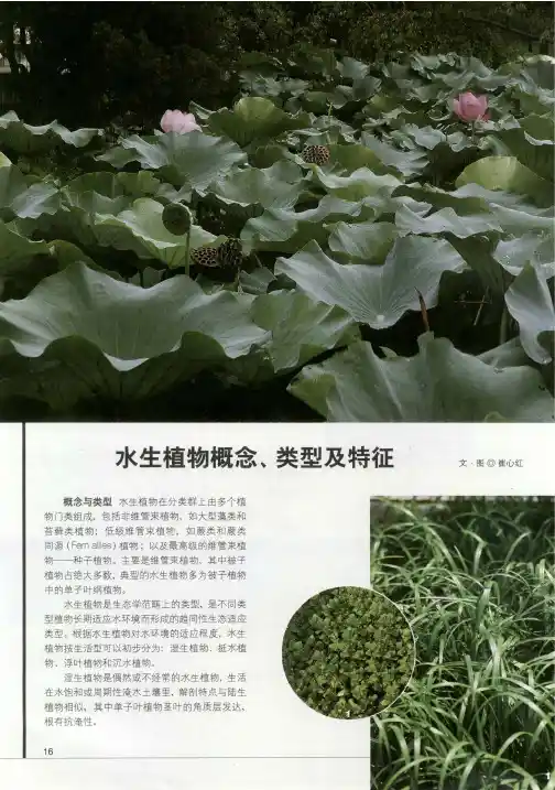 水生植物概念、类型及特征
