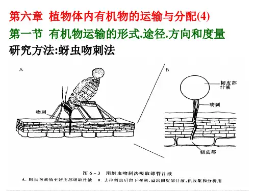 第六章  有机物的运输与分配(含信号)