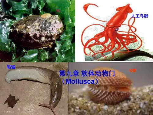 9、软体动物门PPT课件
