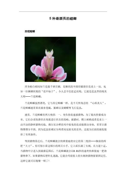 5种最漂亮的螳螂
