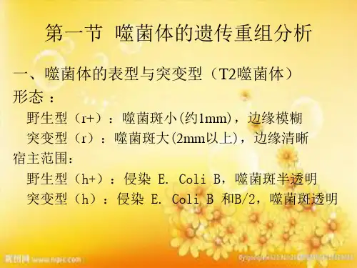 噬菌体分析与基因结构 PPT