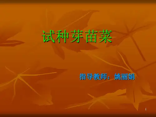 试种芽苗菜ppt课件