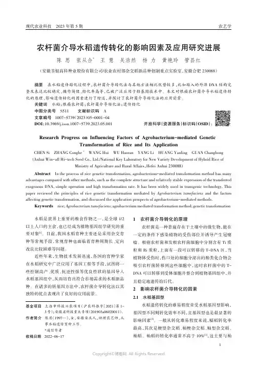 农杆菌介导水稻遗传转化的影响因素及应用研究进展
