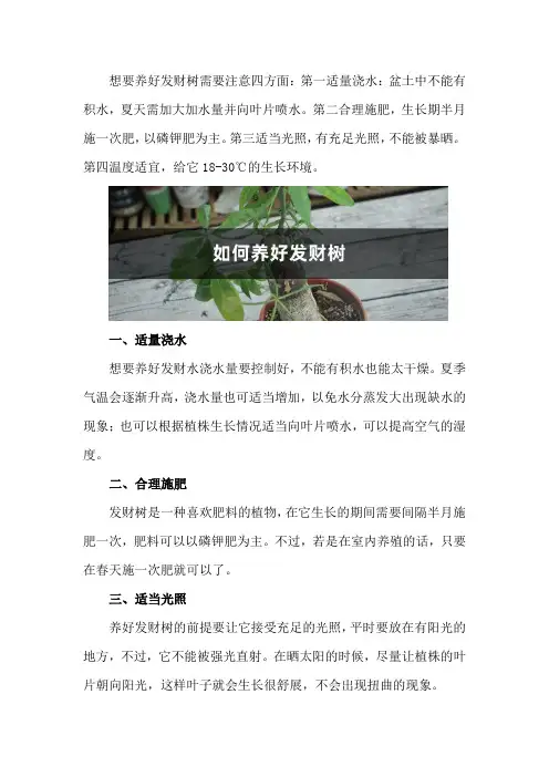 如何养好发财树