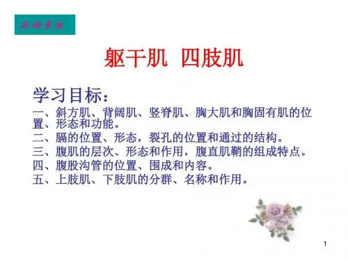 躯干肌四肢肌ppt课件
