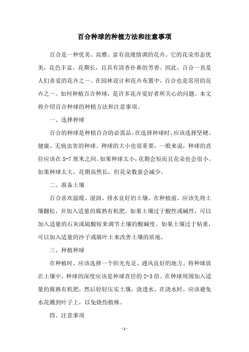 百合种球的种植方法和注意事项