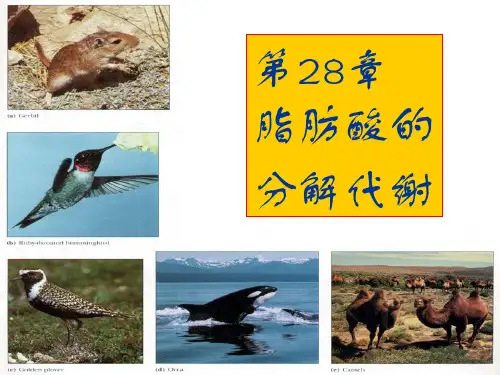 第二十八章脂肪酸的分解代谢