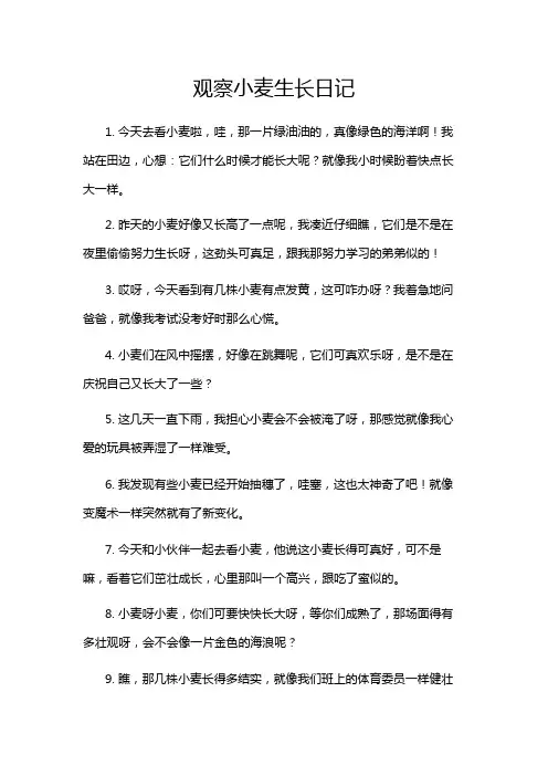 观察小麦生长日记