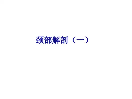 颈部[人体解剖]