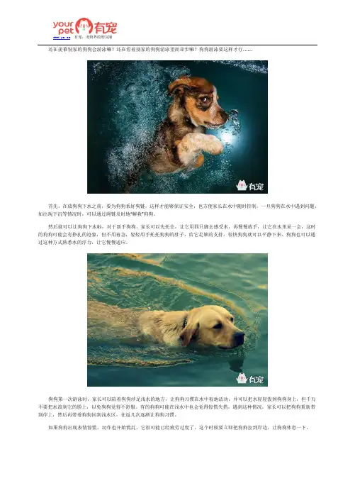 狗狗神技之——游泳