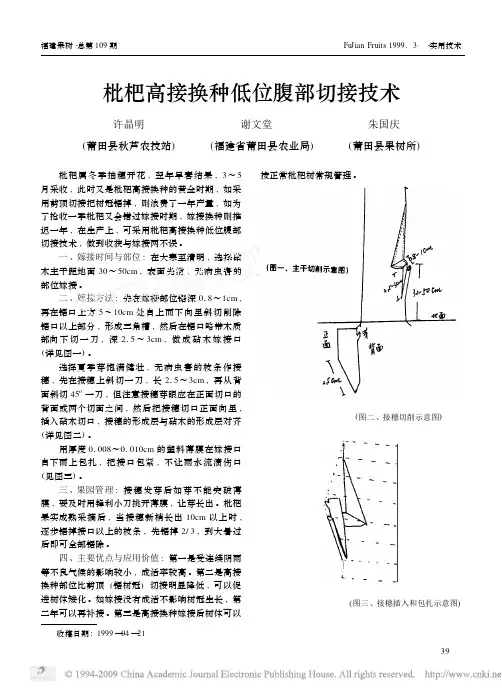 枇杷高接换种低位腹部切接技术