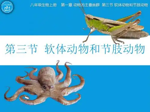 第一章 第三节 软体动物和节肢动物