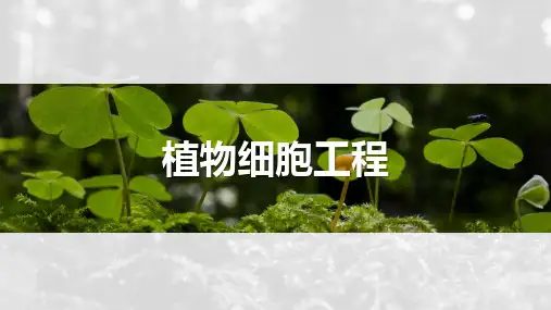植物细胞工程-高考生物复习