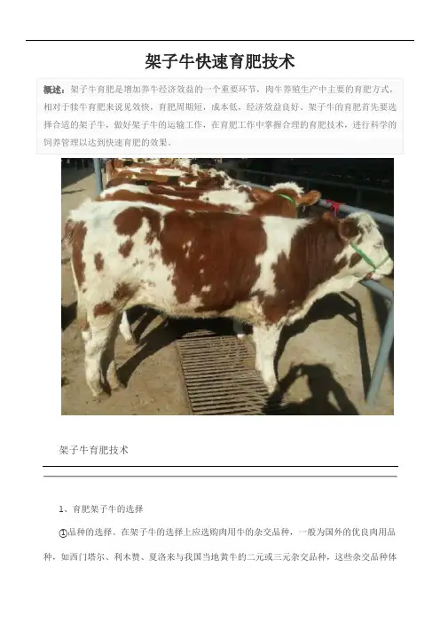 架子牛快速育肥技术