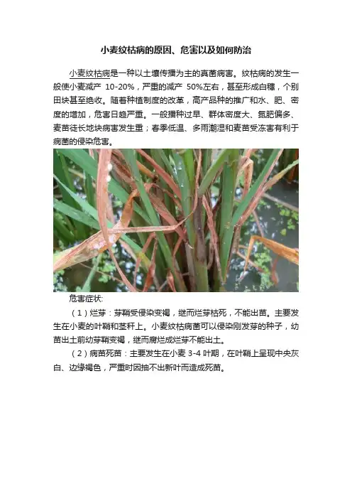 小麦纹枯病的原因、危害以及如何防治