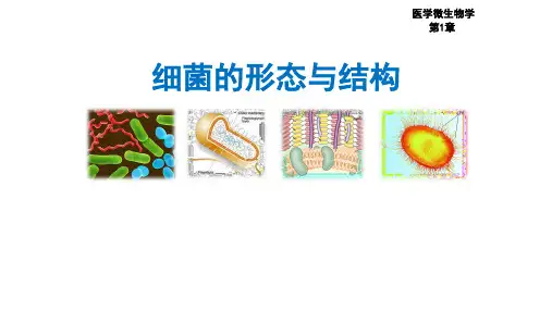 微生物课件2-细菌形态结构