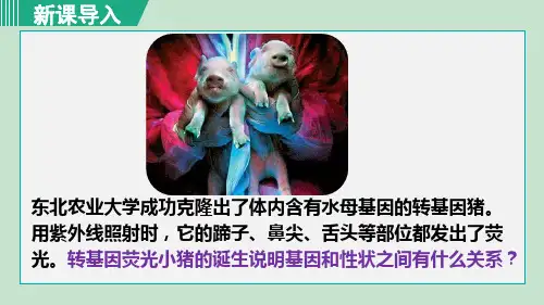 人教版八年级生物下第七单元 第二章 生物的遗传与变异 课件