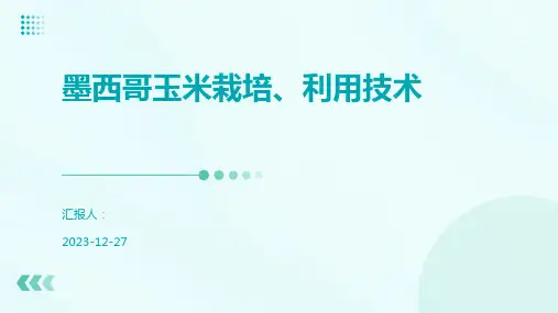 墨西哥玉米栽培、利用技术
